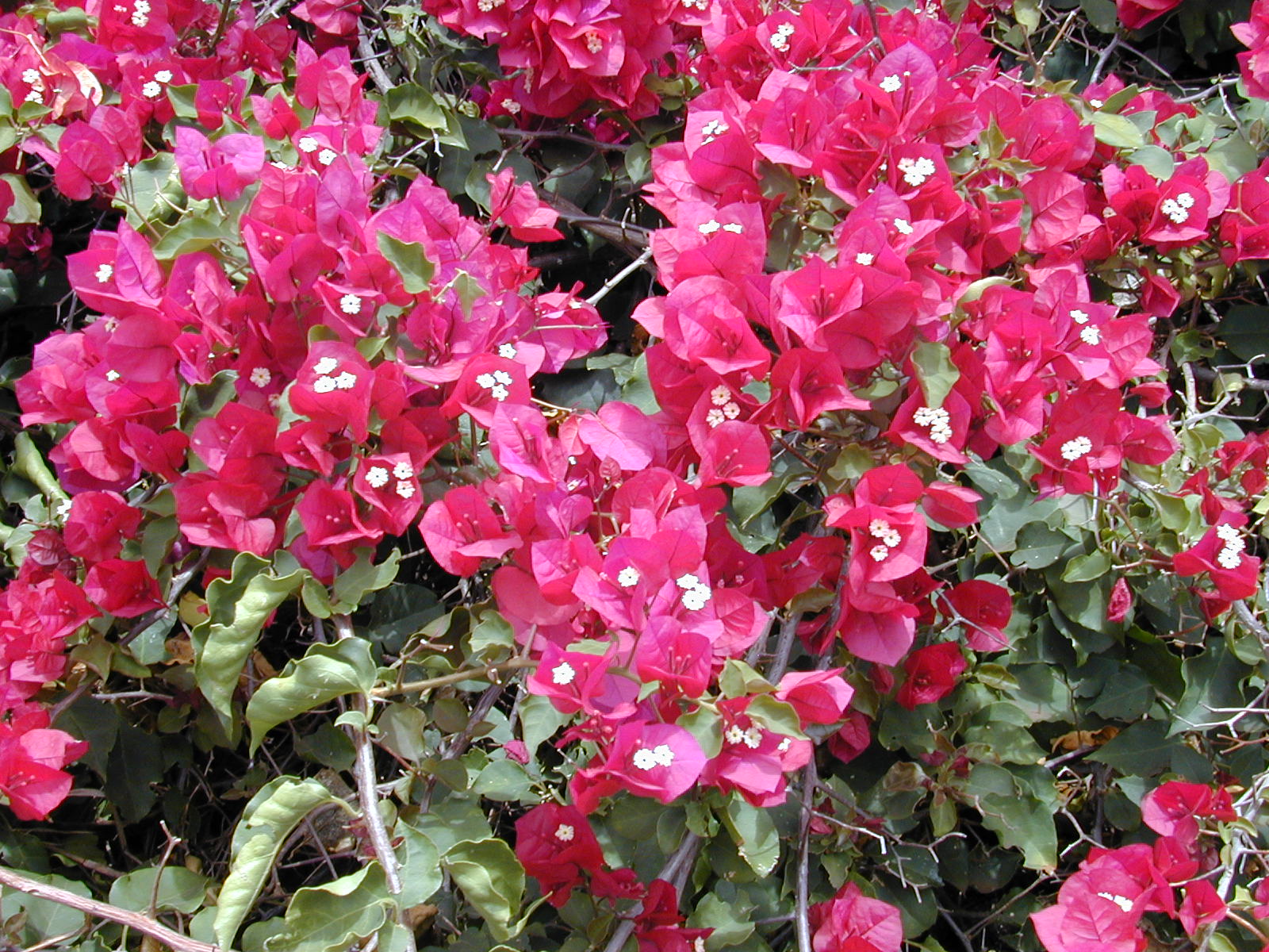 Bougainvillea spectabilis